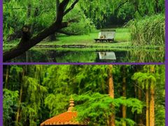 -上海共青森林公园