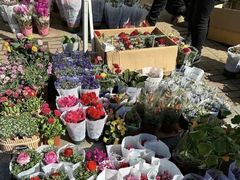 -中环花鸟鱼虫市场