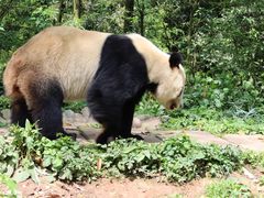-卧龙中华大熊猫苑神树坪基地