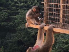 -岚山猴子公园