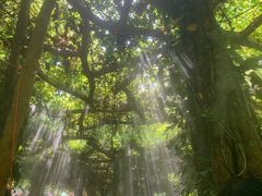 -广西壮族自治区药用植物园
