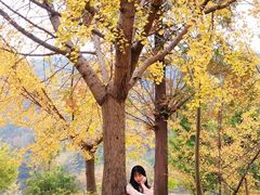 -千年银杏谷文化旅游区