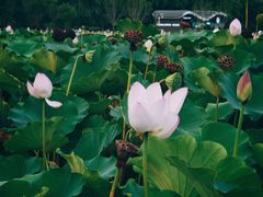 -莲花池公园