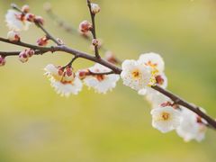 -蜀冈西峰生态公园