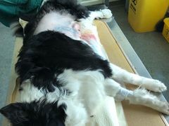 -安安宠医·安宠宠物医院