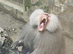 -成都动物园