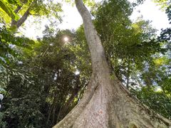 -中国科学院西双版纳热带植物园