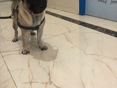 -派特宠物医院(圆融广场店)