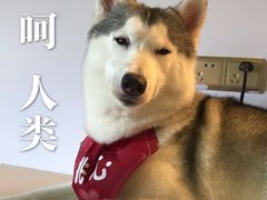 -Husky Go! 哈士奇体验馆·宠物咖啡厅狗咖