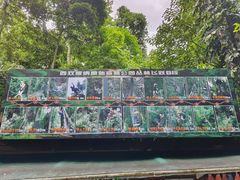 -西双版纳原始森林公园