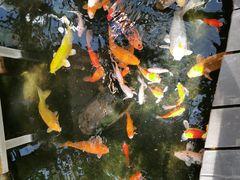 -上海大自然野生昆虫馆(东方明珠·爬宠昆虫探索中心)