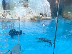 -帝企鹅自助餐厅•儿童岛•真企鹅(长隆企鹅酒店)