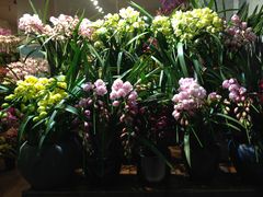 -双季花艺园艺市场(浦东店)
