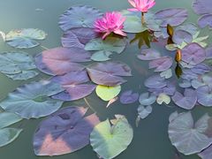-国家植物园南园