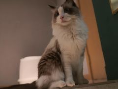 -飞行喵MR PILOT|猫舍·猫咖(静安大融城店)
