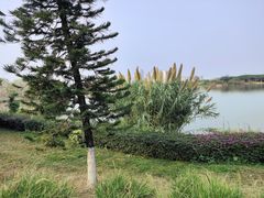 -海珠湖公园
