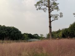-映月湖公园