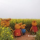 西安周边，看油菜花