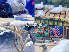 -海合安青岛极地海洋公园