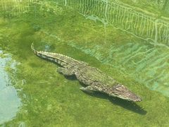 -深圳野生动物园