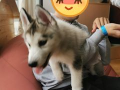 -Husky Go! 哈士奇体验馆·宠物咖啡厅狗咖