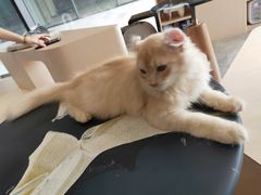 -瞄一喵猫咖(格力海岸店)