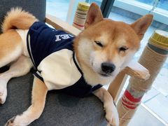 -南京Hallo宠物乐园·哈罗犬舍·柴犬繁育基地
