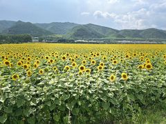 -御道口草原森林风景区