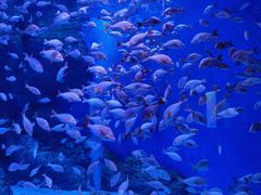 -成都浩海立方海洋公园