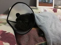 吃下止疼片的丹尼，已经鼾声如雷-达爱动物医院·犬猫分区·CT·复杂眼科(远洋山水分院)