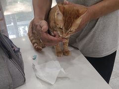 -艾贝尔宠物医院·宠保定点·超声绝育·免疫点(樱花路店)