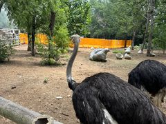 -大连森林动物园