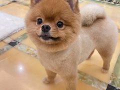 -熊小胖宠物生活馆(天华园店)