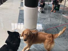 -上海崇明金茂凯悦酒店