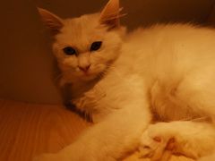 -飞行喵MR PILOT|猫舍·猫咖(静安大融城店)