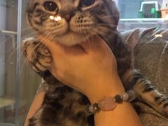 -三花喵·撸猫购宠·宠物生活馆(虹桥南丰城店)