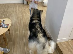 -李小姐の猫咖啡馆(五角场店)