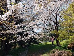 -上海共青森林公园