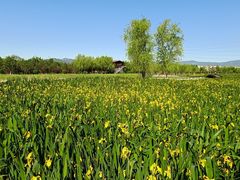 -永定河休闲森林公园