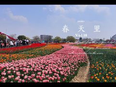 -荷兰花海