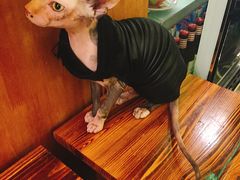 -猫色咖啡·猫咖