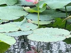 -咸阳湖景区-统一广场