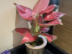 -一江水食府(后湖店)