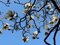 -真庆观