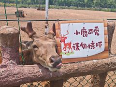 -日照海滨国家森林公园