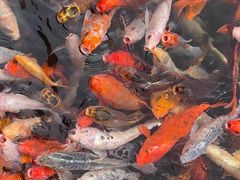 -苏苑饭店-中餐厅(长桥地区店)