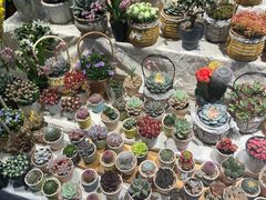 -循礼门鲜花花市(武汉循礼门店)