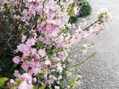 -白塘生态植物园