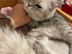 -福懋动物医院·犬猫全科·外科·重症科(杏林分院)