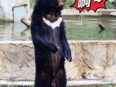 -清迈夜间动物园